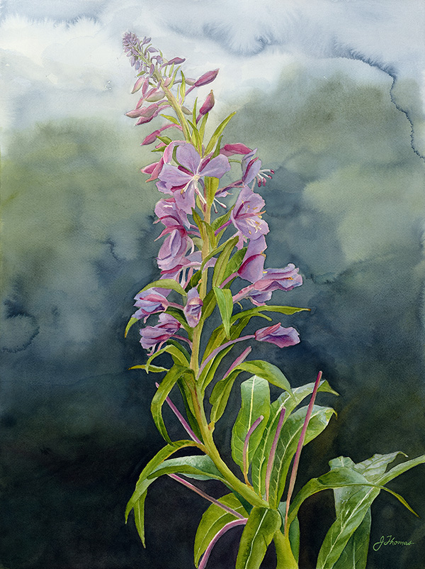 A watercolour painting of a fireweed plant by Jessica Reid Thomas. One stalk of the plant is depicted in sharp detail atop a dark abstracted blue/green background.